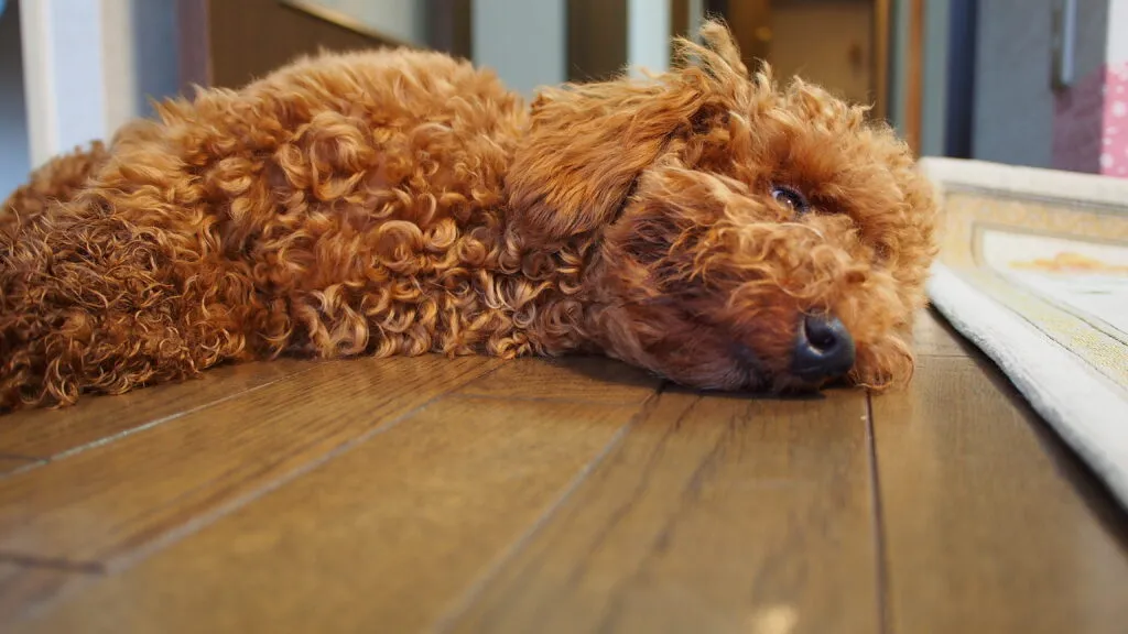 避妊していないメスは要注意！犬と猫の子宮蓄膿症を解説します。
